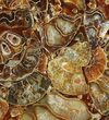 Composite Plate Of Agatized Ammonite Fossils #107213-1